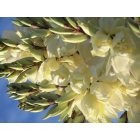 Mesquite: flowering yucca