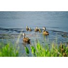 Sarasota: : Ducks on a Lake in Sarasota