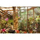 Sarasota: : Flower Shop at Marie Selby Gardens