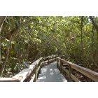 Sarasota: : Path at Marie Selby Gardens