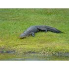 Sarasota: : Alligator at Myakka Park