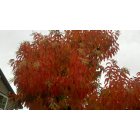 Chelan: Sourwood Tree in all it's colors