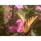East Hampton: Butterflies in East Hampton