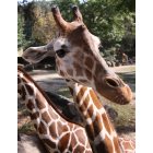 Columbia: : Friendly Giraffe at the Columbia Zoo