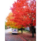 Decatur: Decatur, AL Fall Colors