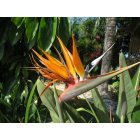 Port Charlotte: : Bird of Paradise flower in my backyard