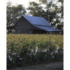 Metter: Cotton Farmers/Land in Metter