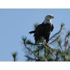 Atlanta: : Bald Eagle on Evergreen tree in Rush Lake Subdivision