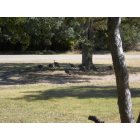 Harper: Wild turkeys, so common, they are often spotted in town, this time in the Harper Community Park.