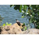 Lake of the Pines: A turtle