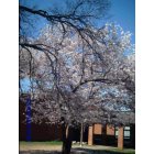 Tarrant: Tarrant Elementary School with the beautiful Cherry tree