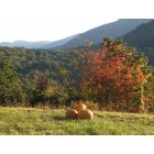 Luray: Fall on Tanners Ridge overlooking Luray