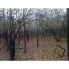 Clarendon: : December 2010 Woods between the levee and theWhite River behind Bret Norman's place