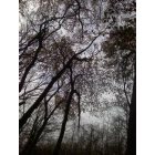 Clarendon: : looking up ...woods behind Bret Norman's place...