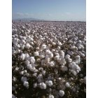 Buckeye: The picture is of the Cotton Field in full bloom on Miller Road in Buckeye behind the Rancho Vista Community