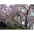 Tellico Plains: : Weeping Cherry, Springtime in Tellico Plains