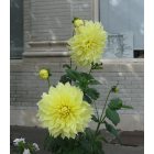 Echo: : Dahlia in Main St. Planter w/Echo Museum & historic panels in background