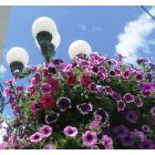 Echo: : Photo used on front of Sept. 2010 Oregonian Article on Echo, hanging basket at city hall