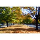 Richmond: : Fall on Monument Avenue