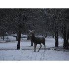 Ruidoso: : A postcard photo of Deer in the snow