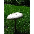 Moline: : A mushroom growing in my backyard.