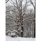 Wildwood: : Winter