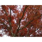 Wildwood: : Autumn