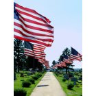 Moville: Memorial Day flags placed in the cemetary honoring those who served from Moville, Iowa