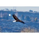 Boise: : Eagle on the river