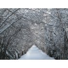Hoyt Lakes: Winter Wonderland / Hoyt Lakes Walking Trail