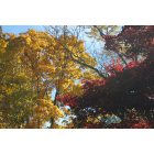 Towson: Fall trees dripping with color