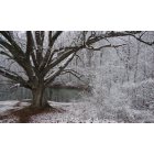 Henderson: Snow at Audubon State Park