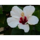 Sarasota: : Beautiful Hibiscus Flower From My Yard.