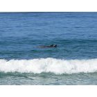 Redondo Beach: Dolphins in the surf, Redondo Beach, California, USA