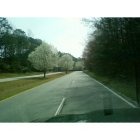 Peachtree City: Blooming trees in February