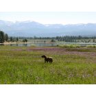 Truckee: : Field of Lupine as I walk my dog in open space, Prosser Lake, Truckee