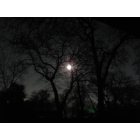 River Oaks: Full Moon in River Oaks through the Oaks March 2011