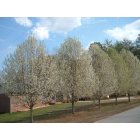 Clarkesville: Blooming Bradford Pear Trees