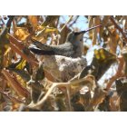 Maricopa: Hummingbird nesting in my front yard at Tortosa March 2011