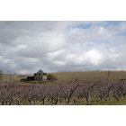 Caldwell: : Caldwell, ID St Chapelle Winery
