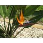 Port Charlotte: Bird of Paradise in our backyard