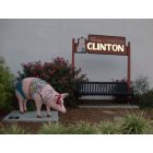 Clinton: Beautiful pigs in clinton