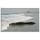 North Myrtle Beach: : This alligator is entering the Ocean at Cherry Grove Inlet