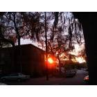 Savannah: : sunset