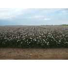 Rotan: Ripe Cotton fields