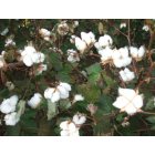 Rotan: Ripen Cotton