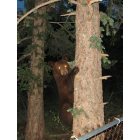 Cascade-Chipita Park: Bear in Tree, Chipita Park in the Summer