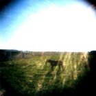 Cumming: Nature and Life - Horse Stable taken with a Holga Camera