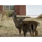 Stillwater: : A deer with fawn wanders Stillwater