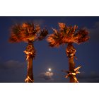 Galveston: : Palm trees at night looking toward seawall